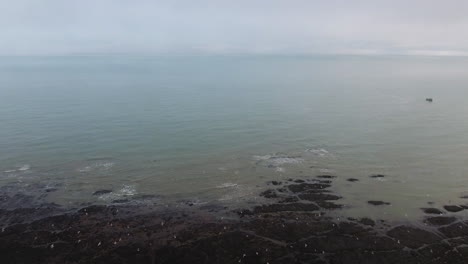 Möwen-Fliegen-Von-Felsen-In-Der-Normandie.-Luftdrohnenaufnahmen-An-Einem-Bewölkten-Tag