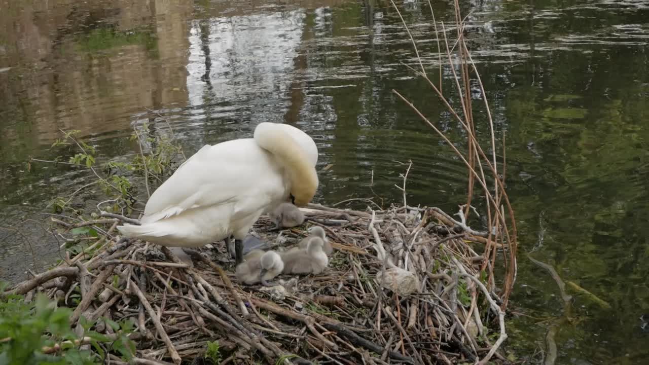 Nesting swan next to lake water with young hatched cygnet baby birds