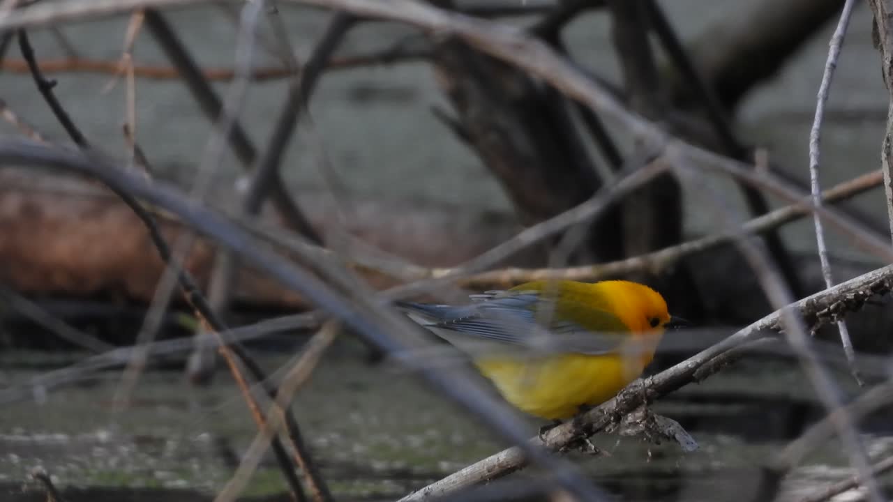 curruca protonotaria donde se posan en la rama delgada del árbol en el parque nacional point pelee
