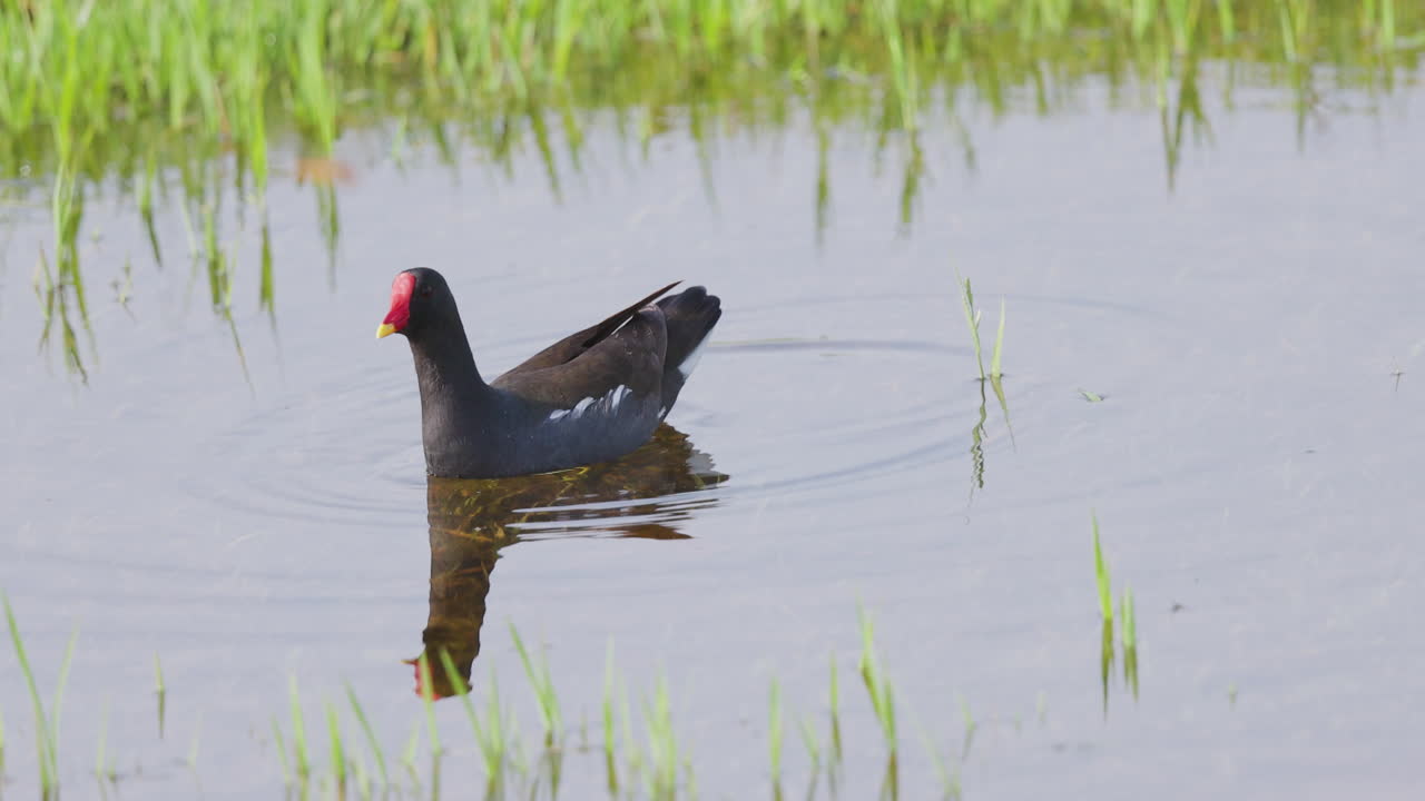 A graceful common moorhen moves through calm water, flicking her tail with each gentle stroke in slow motion