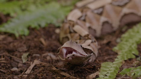 víbora gaboon bostezando después de una comida