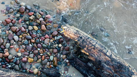 top view roten peace of stump on colorful stony baltic sea beach, ground multicolor stones on the sand