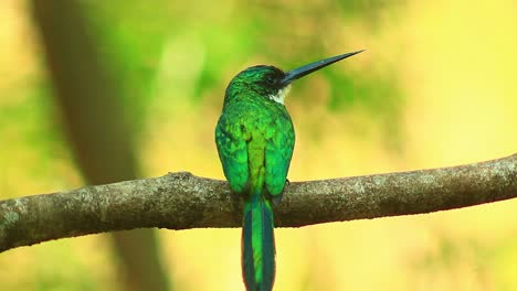 Hyperactive-Rufous-tailed-jacamar-shiny-green-exotic-bird-at-cerrado