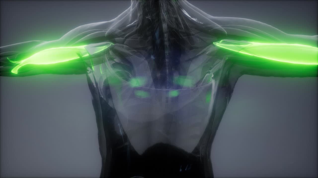 비 ⁇ 스 - 눈에 보이는 근육 해부학 지도