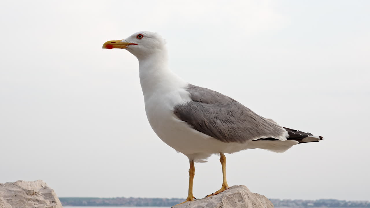 Big seagull on the rock flying away, Piran, Slovenia