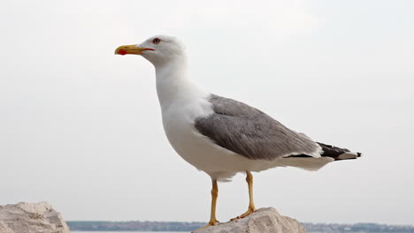 Big-seagull-on-the-rock-flying-away,-Piran,-Slovenia