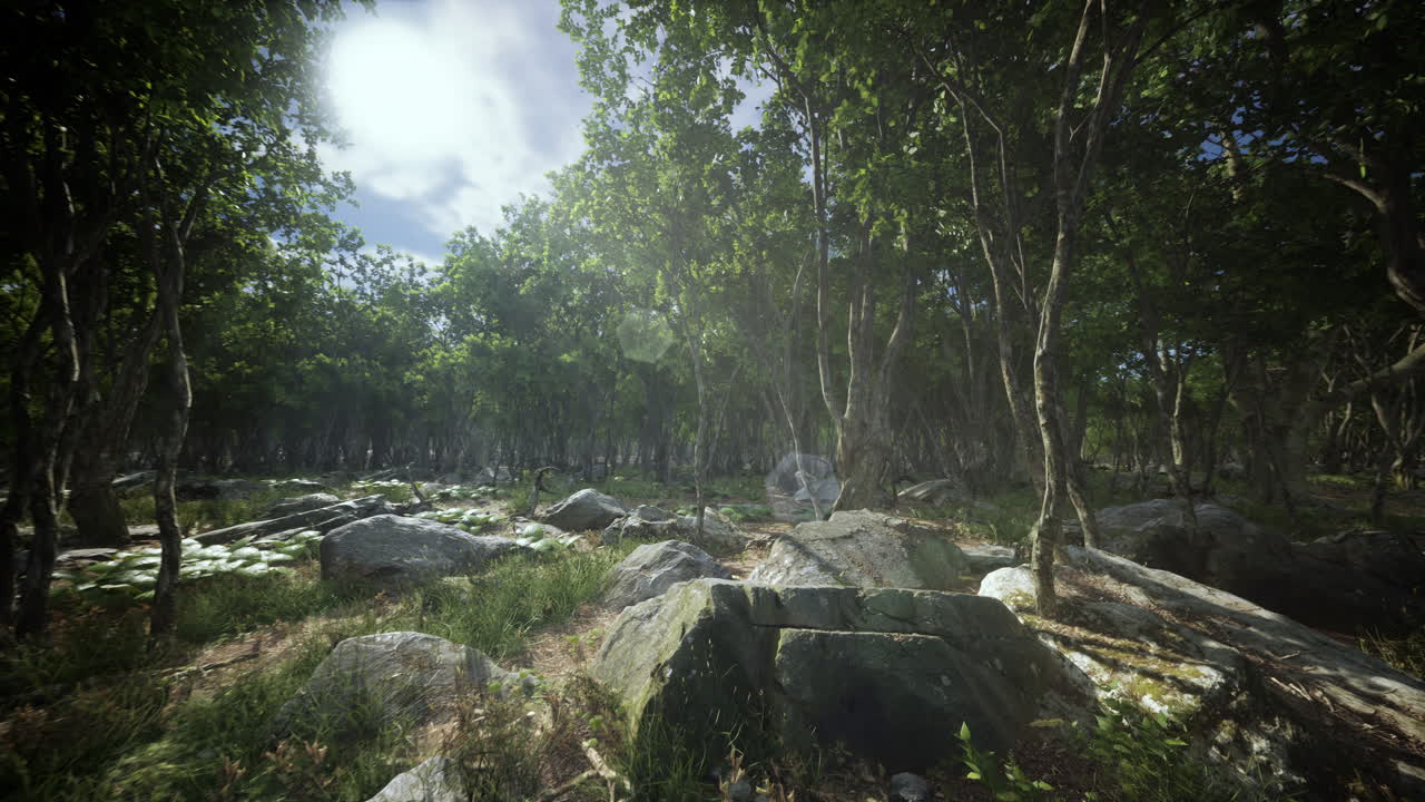 안개 가 가득 한 숲 에 있는 나무 의 뿌리