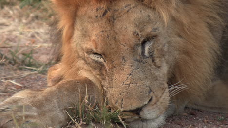 close-up of a scarred male lion sleeping under the sun