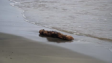 piece of wet driftwood lying motionless on the sandy shore of an island, static