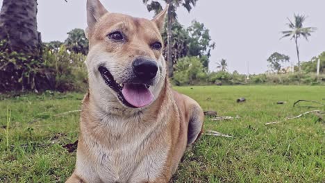 a cute pet dog panting while resting on the cool grass in the field, showing candid peaceful life in the rural countryside