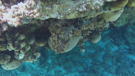 finger pointing at rock lobster hiding in coral reef crevice handheld