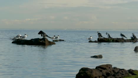 Pequeños-Cormoranes-De-Varios-Colores-Sentados-En-La-Costa---Océano-Un-Grupo-De-Pequeños-Cormoranes-De-Varios-Colores-Sentados-En-Una-Roca