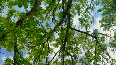 tree leaves blowing in the wind