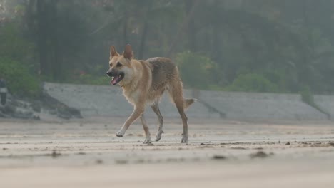 Süßer-Elsässischer-Schäferhund,-Der-Am-Sandstrand-In-Zeitlupe-Trabt