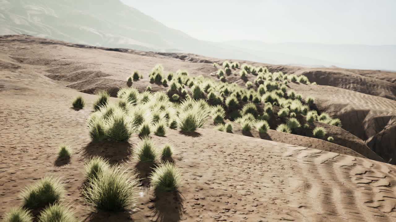 오아시스 근처의 사막 지역, 관목 식물