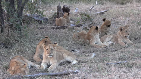 group of lion cubs rest together on grass by tree in south africa