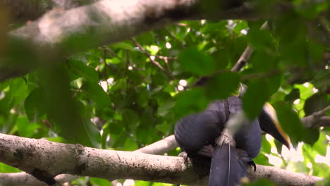 Chestnut-mandible-toucan-bird-in-a-leafy-tree,-hiding-behind-tree-leaves