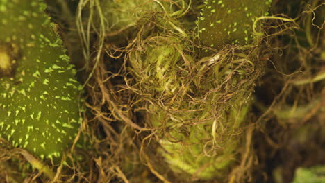 turba seca alrededor de tallos puntiagudos de gunnera manicata verde