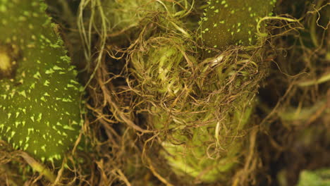 dry peat moss around green spiky gunnera manicata stems