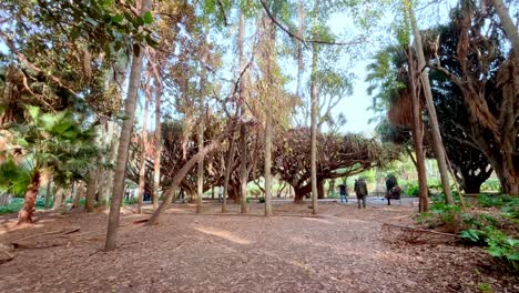 escápate a la exuberante vegetación del jardin d'essai d'hammas #argel #jardindessaidhammas #discoveralgeria #travelinspiration #travelgoals
