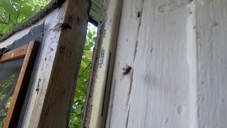 Spider-in-a-door-frame-catches-a-Sand-fly-in-its-web