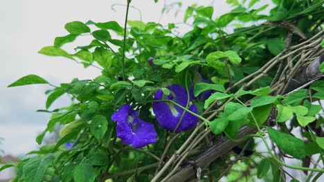 closeup of blue flower of aparajita, also known as butterfly pea or clitoria ternatea, flower has a distinctive shape, often described as resembling a butterfly or a pigeon's wing