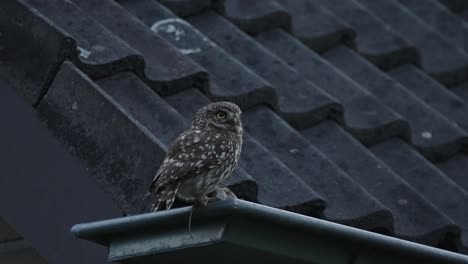 little owl perched on a house terrace and then fly away, handheld shot