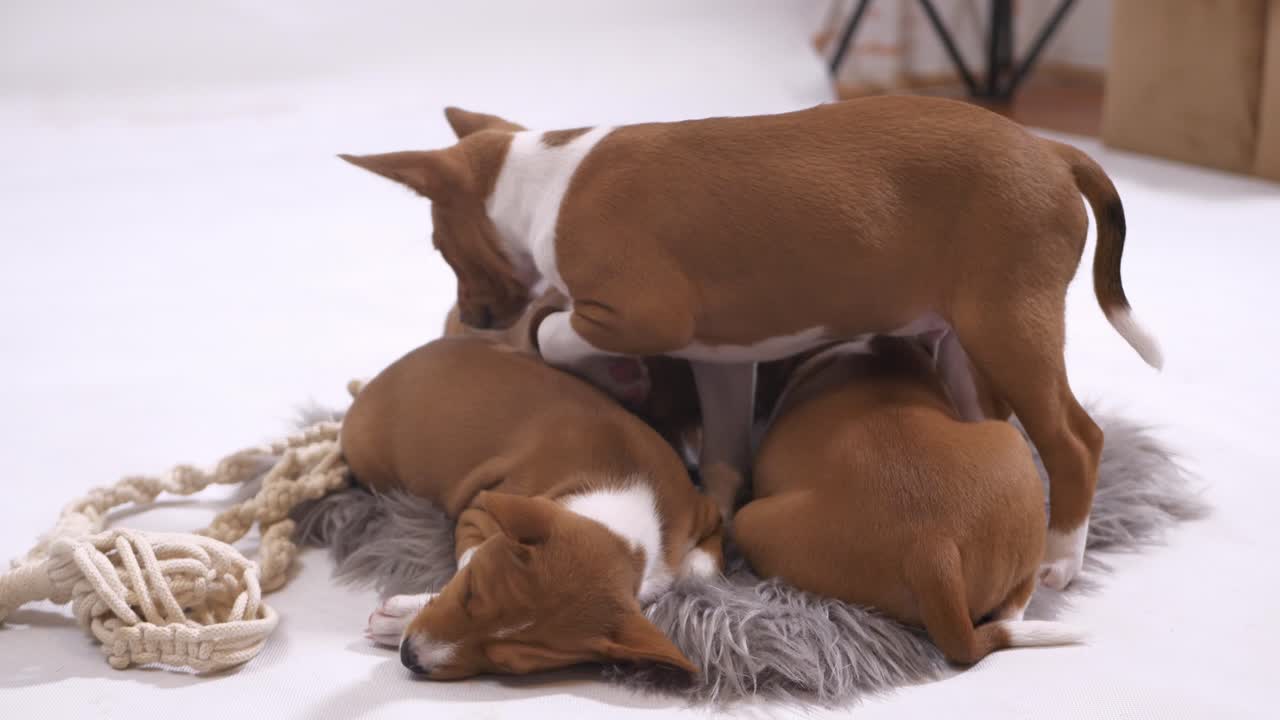 басенджи щенок ложится спать на своих братьев и сестер веселый способ спать в замедленном движении