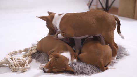 basenji puppy go to sleep on his siblings fun way to bed in slow motion