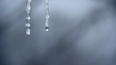 Slow-motion-close-up-of-suspended-double-icicle-melting-in-winter-with-water-droplets-dripping-as-ice-melts-in-rising-temperatures