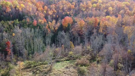 aerial flyover of a forest during fall colours season in caledon