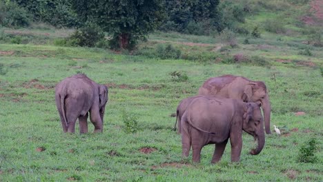 los elefantes asiáticos son especies en peligro de extinción y también son residentes de tailandia