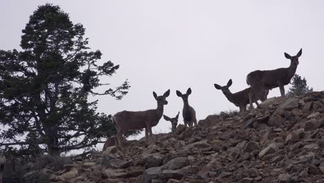 juvenile female mule deer stand alert on a hillside in the eastern sierra nevada mountains