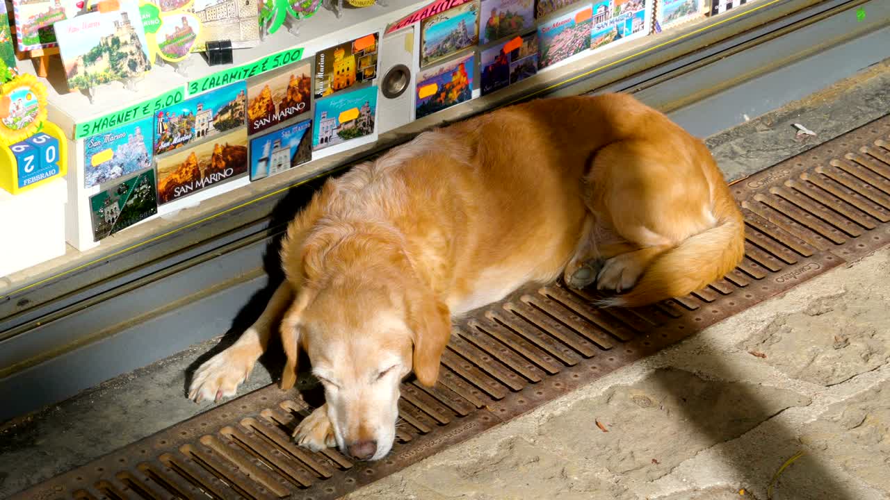 거리의 산책로에서 잠자는 개