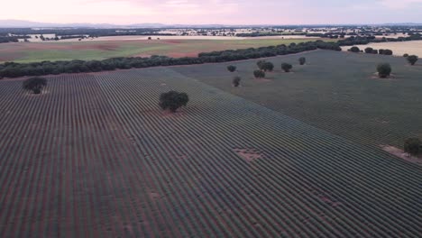 Aerial-view-of-purple-lavender-field-in-Brihuega,-Guadalajara,-Spain