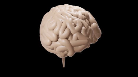 animation of grey human brain spinning on black background