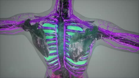 colored human internal organs scan