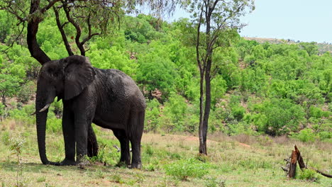 big african elephant leans against shaded tree to rest in heat of day