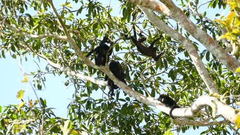 cuatro monos trepando por los árboles de la selva en costa rica