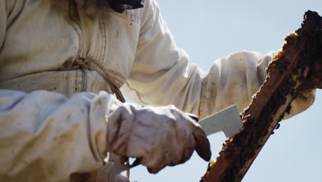 Beekeeper-examining-hive-frame