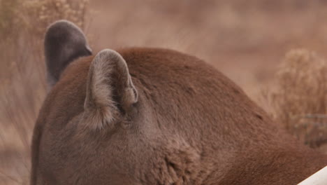 el león de montaña juega con juguetes mientras los manejadores de animales limpian el recinto - de cerca en la cara