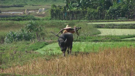 a farmer leads his water buffalo across the rice paddies