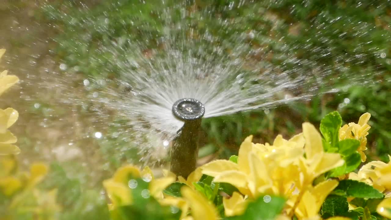 Closeup of a sprinkler watering a garden