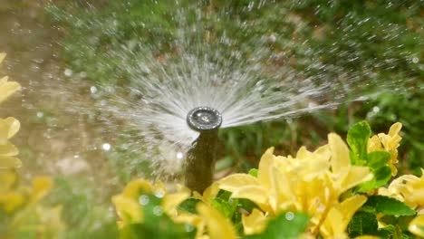 closeup of a sprinkler watering a garden