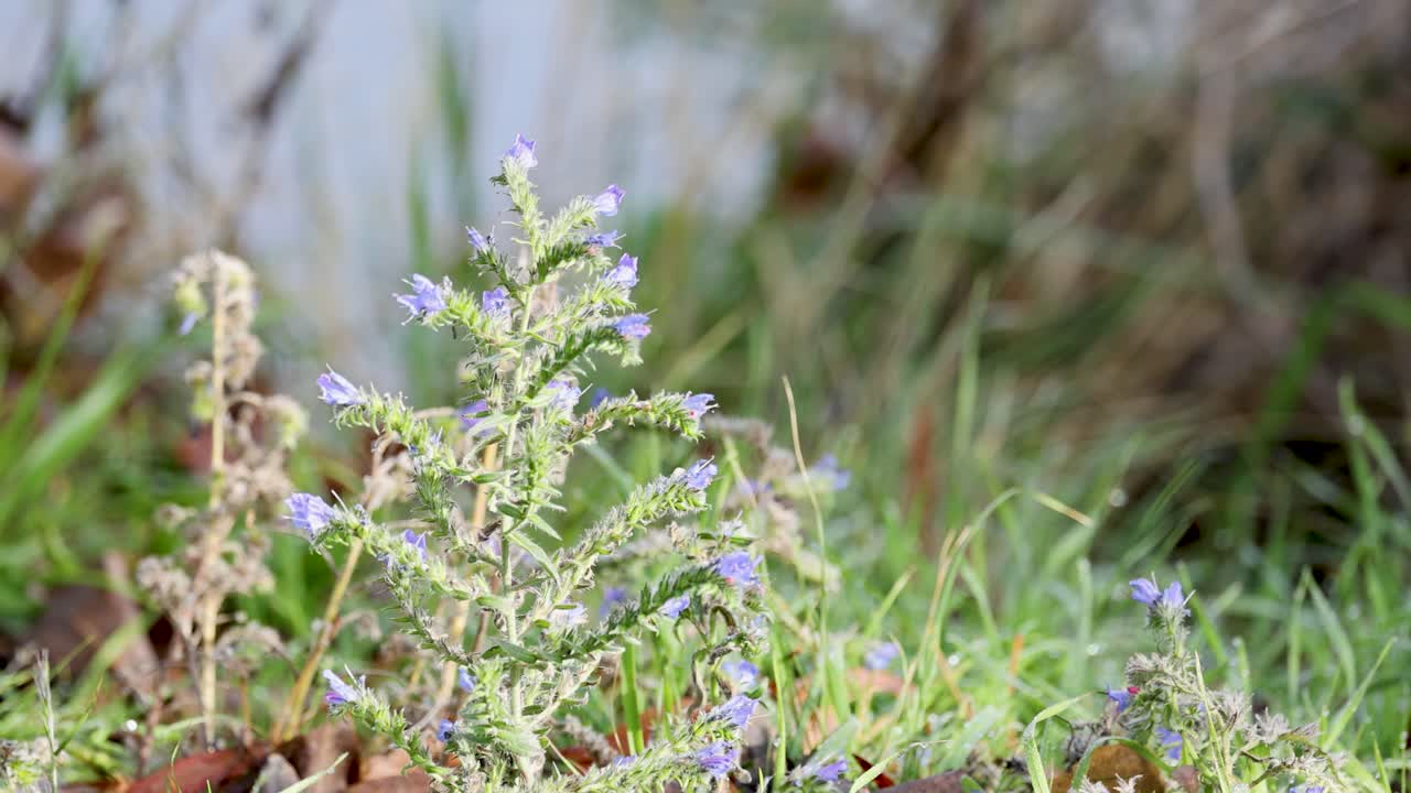 Close-up of Echium vulgare with purple flowers in a grassy setting. Natural lighting highlights the plant's hairy stem and vibrant colors