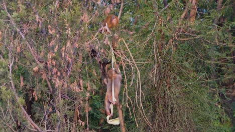 el mono madre está jugando sobre el árbol con el mono bebé