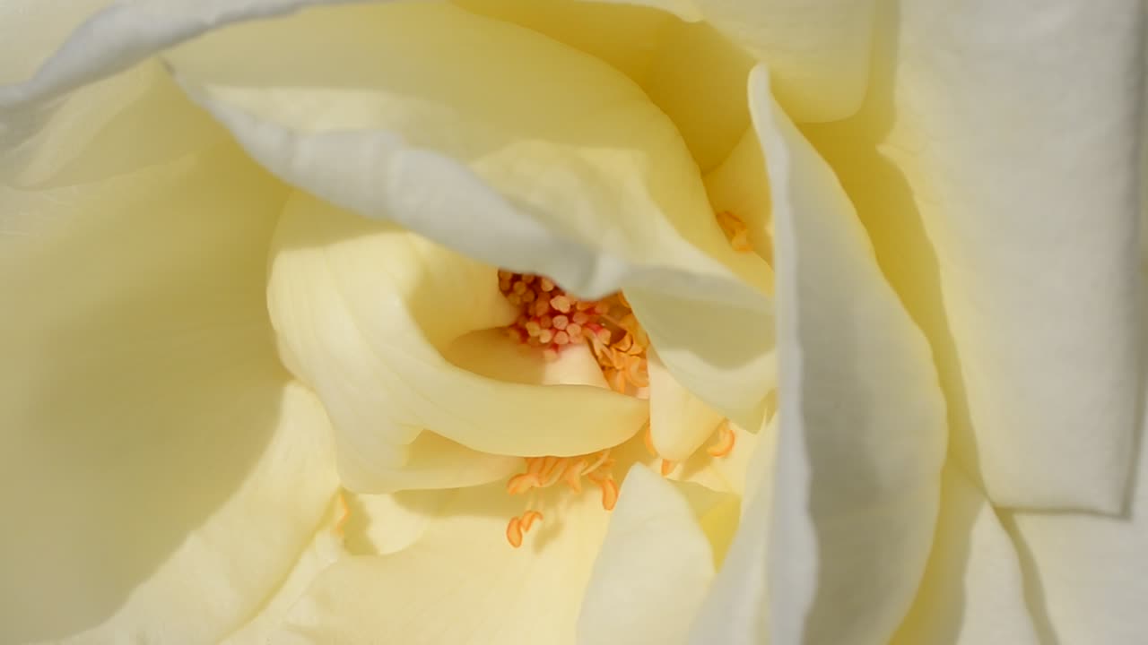 fiori