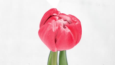 hermosa flor de tulipán rosa sobre un fondo blanco. flores de tulipanes en flor abiertas, lapso de tiempo, primer plano. telón de fondo de boda, concepto del día de san valentín. primer plano