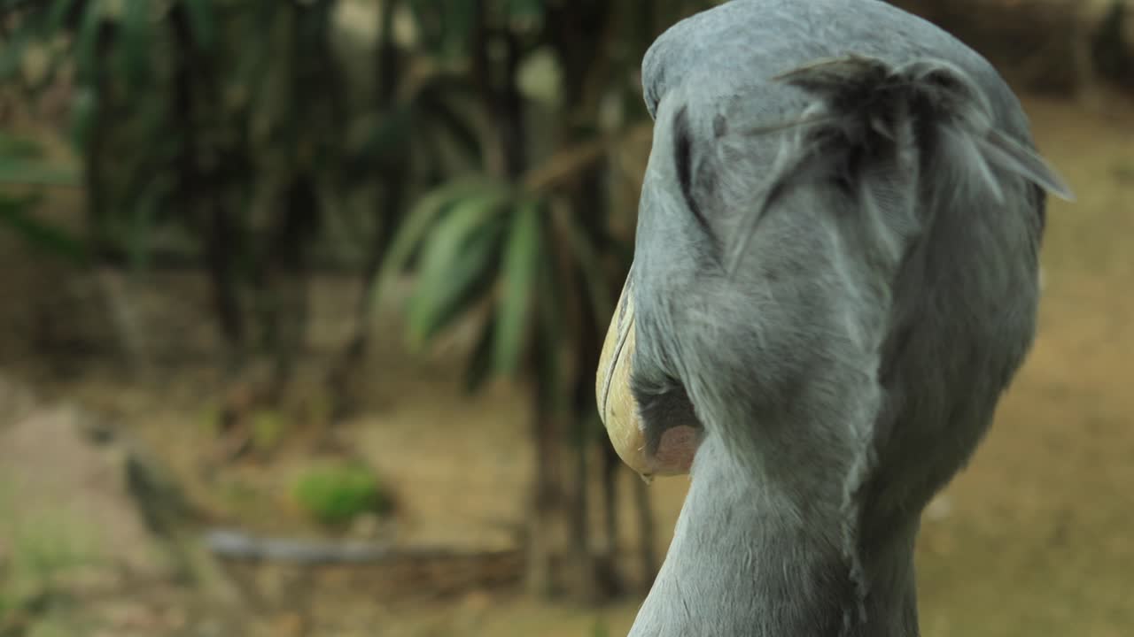 pájaro grisa de la grúa