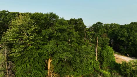 Rising-over-trees-in-a-marsh-bank